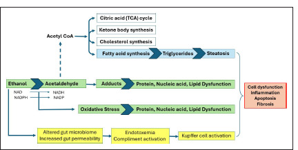 An overview of mechanisms involved in alcohol-induced liver injury.