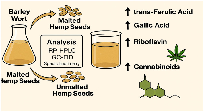 Graphical summary of bioactive enrichment trends in barley wort supplemented with malted and unmalted Cannabis sativa L. seeds.