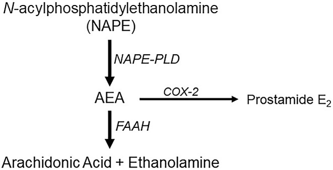 Canonical synthesis and metabolism pathways for anandamide. The precursor, NAPE, is converted to AEA by the enzyme, NAPE-phospholipase D (NAPE-PLD). AEA is primarily broken down by FAAH, producing arachidonic acid and ethanolamine. An alternative AEA metabolism pathway involves COX-2 and the production of prostamide E2