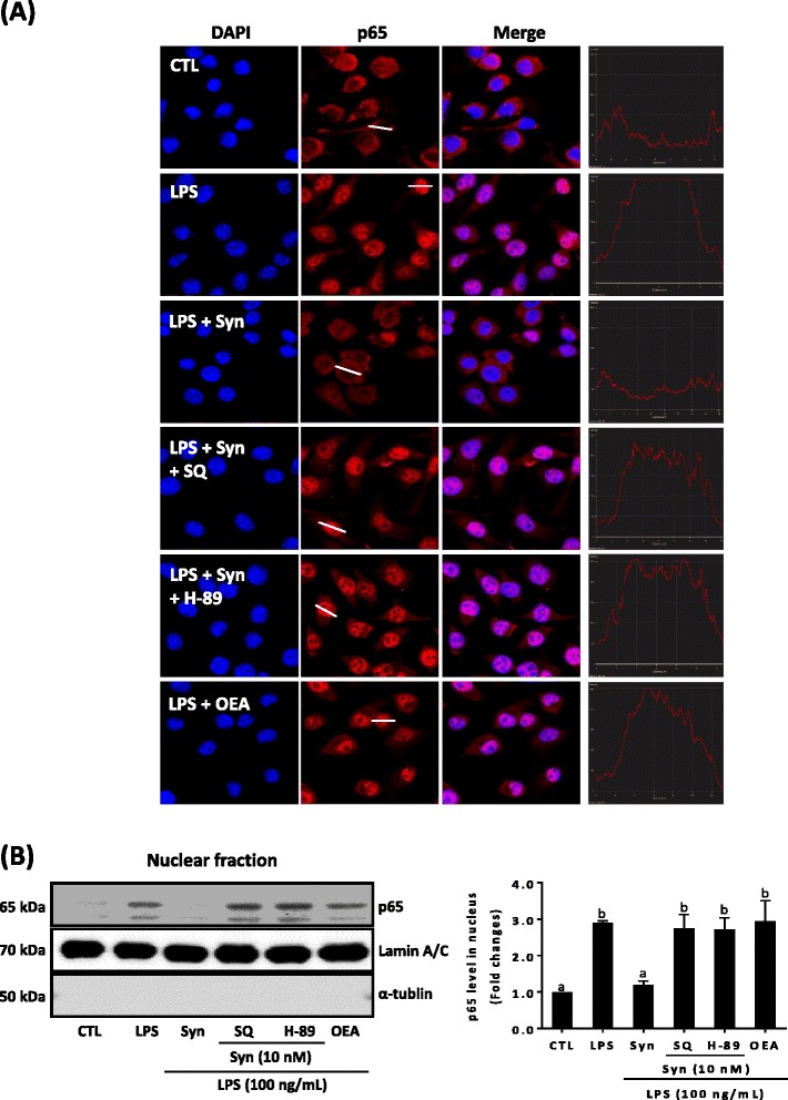 Inhibition of LPS-induced p65 translocation by synaptamide. BV2 murine microglia cells were incubated with LPS (100 ng/mL) with or without synaptamide (10 nM) and OEA (10 nM) for 30 min. Adenylyl cyclase inhibitor (SQ 22536, 10 μM) and PKA inhibitor (H-89, 10 μM) were added 30 min prior to LPS/synaptamide treatment. Translocation of p65 was determined by immunocytochemistry (red, Alexa Fluor 588; blue, DAPI) (a). Nuclear levels of p65 were determined by immunoblot analysis. α-Tublin and lamin A/C were used as internal controls for cytosolic and nuclear fractions (b). Densitometric analysis of the western blots is represented as the mean band density normalized to lamin A/C. Values are the means ± SEM (n = 3). Means designated with the same letter are not significantly different. In A, the fluorescence intensity profile across a transverse section of one cell indicated in the second column is shown in the fourth column