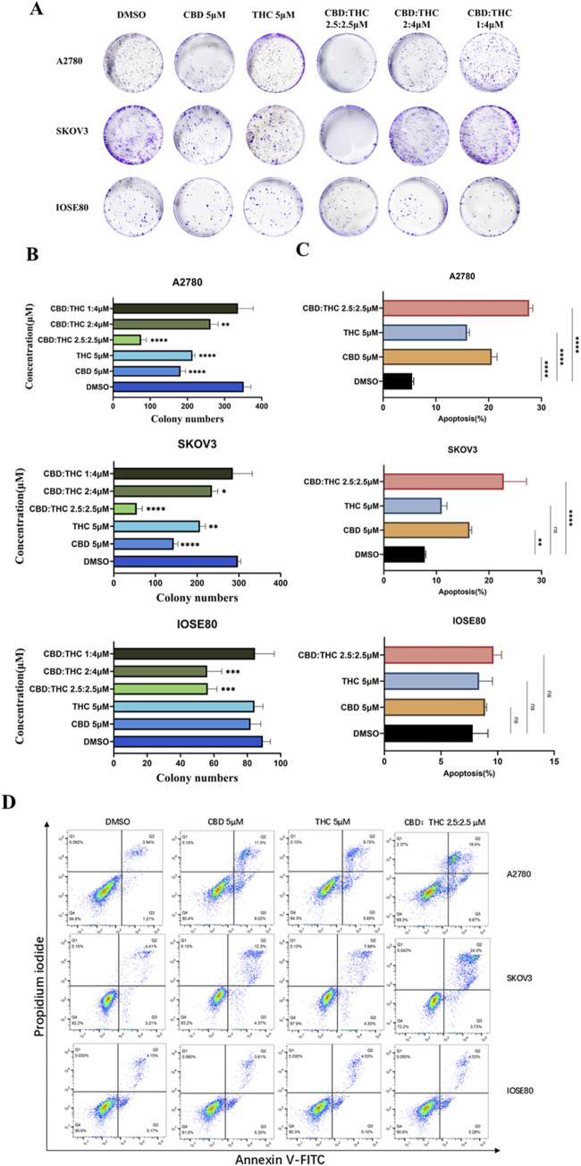 Panel A shows petri dish images of cell colonies for A2780, SKOV3, and IOSE80 cells treated with various concentrations of CBD, THC, CBD:THC, and DMSO. Panel B presents bar graphs of colony numbers against different treatments for the three cell lines, indicating significance with asterisks. Panel C features bar graphs displaying apoptosis percentages for the same treatments and cell lines. Panel D includes scatter plots of propidium iodide versus annexin V-FITC, showing cell apoptosis distribution across the treatments for each cell line.