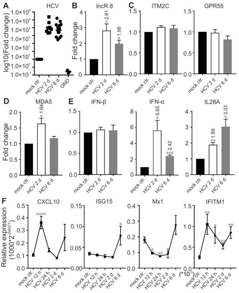 lncR 8 and IFITM1 are upregulated by HCV infection. The expression of HCV(A), lncR 8 (B), neighboring genes (C), MDA5 (D), and indicated IFNs (E) were confirmed by qRT-PCR at 2- or 6-days post HCV infection. NS3 level was also tested in cells infected with a replication defective mutant version of the HCV genome (NS5B replicase inactivating "GND" mutation). Expression of ISGs (F) was also detected at earlier time points post HCV infection. Data were normalized to GAPDH. Fold changes of mRNA expression comparing HCV infected cells to control cells are indicated at the top of each bar when statistically significant. Experiments were repeated a minimum of three times, with at least two replicates each time, and are represented as mean ± SEM. * p ≤ 0.05, ** p ≤ 0.01, *** p ≤ 0.001, and **** p ≤ 0.0001.