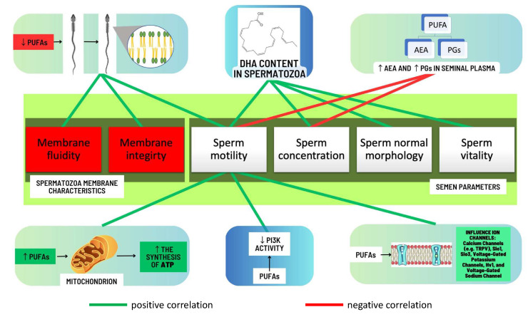 Scheme illustrating the correlations between PUFAs and semen parameters, as well as the relationships between PUFA functions and the functional dynamics of sperm. ↓—decrease, ↑—increase, AEA—anandamide, ATP—adenosine triphosphate, DHA—docosahexaenoic acid, PGs—prostaglandins, PI3K—phosphatidylinositol 3-kinase, PUFAs—polyunsaturated fatty acids, TRPV—transient receptor potential vanilloid.