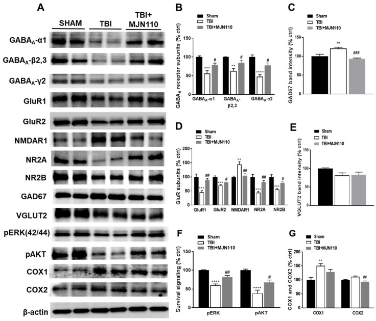 MJN110 treatment restored the altered expression of the ionotropic glutamate and GABA receptor components and the survival signaling molecules in the TBI mouse hippocampus. At 8 days post-TBI, the expression of GABAA-α1, GABAA-β2,3, GABAA-γ2, GluR1, GluR2, NR2A, NR2B, pERK and pAKT in the ipsilateral hippocampal tissues was significantly reduced in the TBI vehicle group, and reversed by the MJN110 (2.5 mg/kg) treatment (A,B,D,F). The expression of GAD67 and NMDAR1 was upregulated in the TBI/vehicle group and reduced by the MJN110 treatment (A,C,D). There were no changes in the expression of VGLUT2 in all the experimental groups (E). The expression of COX-1, but not COX-2 was increased in the TBI/vehicle group (G). (** p < 0.01, *** p < 0.001, and **** p < 0.0001 comparison between sham and TBI/vehicle; # p < 0.05, ## p < 0.01 and ### p < 0.001 comparing TBI/vehicle vs. TBI + MJN110 groups. n = 5 animals in each group). Bars represent means ± SEM).