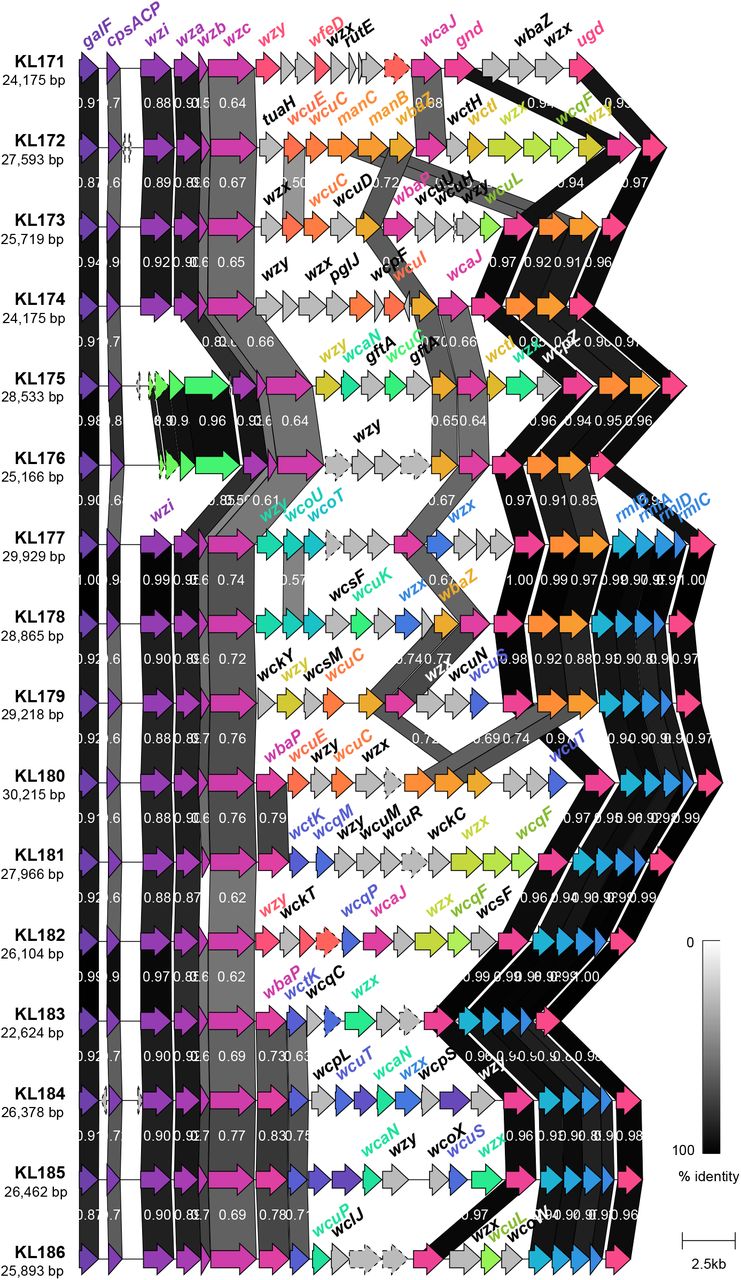 Genetic structure of novel K loci identified in this study.Coding sequences are represented by arrows, labelled by their gene name where applicable, and coloured by homology (sequence identity ≥30%). Coding sequences predicted to encode hypothetical proteins are represented by arrows with a dashed outline. Shading between the K loci represents regions of similarity between coding sequences as identified by clinker [58], and the level of similarity indicated in the legend.