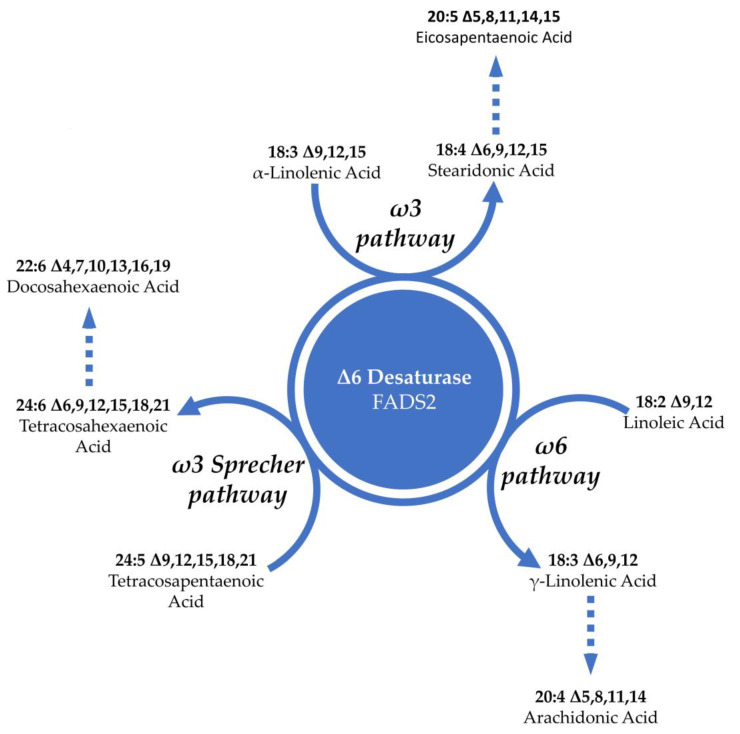 The role of delta-6 desaturase in polyunsaturated fatty acid metabolism.