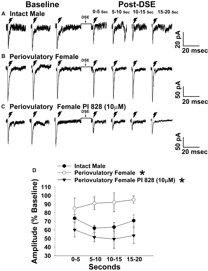 The postsynaptic depolarization-induced reduction in excitatory input onto proopiomelanocortin (POMC) neurons generated by stimulation of the dorsomedial ventromedial nucleus (VMN) is larger in males than in periovulatory females, which is reversed by the phosphatidylinositol-3-kinase (PI3K) inhibitor PI 828. Membrane current traces illustrating the baseline evoked excitatory postsynaptic current(eEPSC) amplitude, and the time-dependent reduction in amplitude at various time points after the depolarized-induced suppression of excitation (DSE) stimulus, in arcuate nucleus (ARC) POMC neurons are shown for the intact male (A; n = 9) periovulatory female (B; n = 6) and a slice from a periovulatory female pretreated with PI 828 (10 μM; (C) n = 4). The composite line graph (D) further illustrates the PI3K-dependent sex differences in the retrograde inhibition of excitatory input from the dorsomedial VMN onto ARC POMC neurons under baseline conditions. Lines represent means and lines 1 SEM. *P < 0.05; rank-transformed multifactorial ANOVA/LSD; n = 4–9.