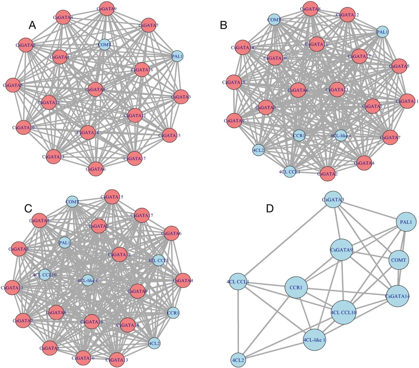 Co-expression networks between GATA transcription factors and phenylpropanoid pathway genes under abiotic stress conditions. A Co-expression network under cold stress (0 mM NaCl, 4 °C). B Co-expression network under salt stress (200 mM NaCl, 25 °C). C Co-expression network under combined cold and salt stress (200 mM NaCl, 4 °C). D Overall hub co-expression network displaying the top-ranked hub genes across all conditions based on degree centrality, including 4CL CCL10 (Degree = 8), CCR1, 4CL-like 1, CsGATA9, and CsGATA14 (Degree = 7 each)