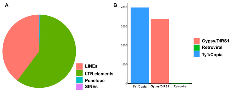 Retroelements in non-reference sequences. (A) Retroelement distribution. (B) LTR element distribution.