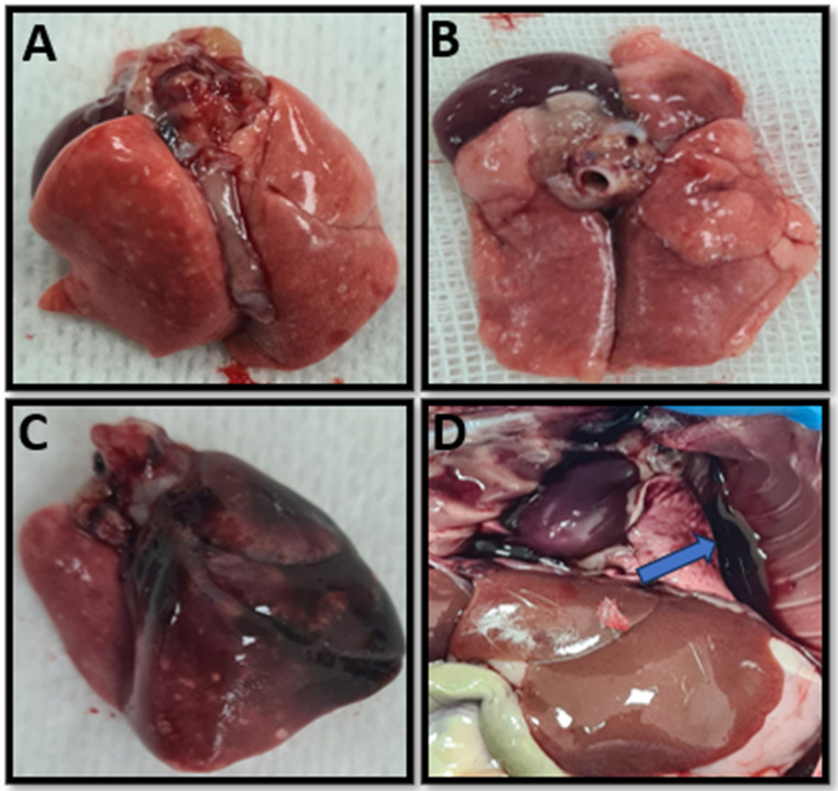 Macroscopic view of lung tissues. (A) Anterior view of the lungs of a rat from the Trauma + CBD group (B) Posterior view of the lungs of a rat from the Trauma + CBD group (C) Anterior view of the lungs of a rat from the Trauma group (D) Post-sternotomy view of a rat from the Trauma group (blue arrow shows hemothorax)