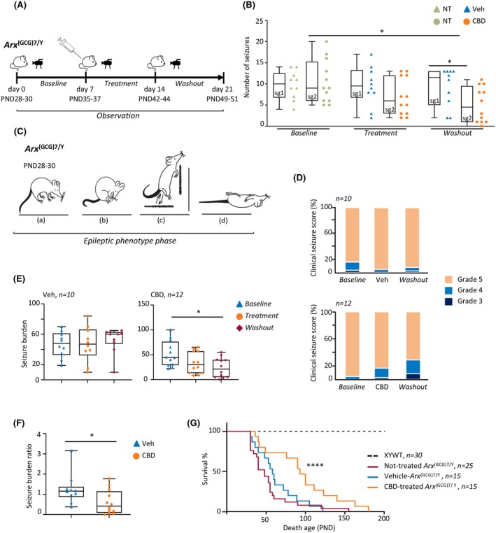 Cannabidiol (CBD) reduces spontaneous seizure frequency and ameliorates epileptic phenotype and survival in epileptic Arx (GCG)7/Y mice. (A) Study timeline for the epileptic Arx (GCG)7/Y animals. Video‐monitoring analysis of mouse behavior during baseline, treatment, and washout phases is shown (see Section 2 for details). PND, postnatal day. (B) Boxplots depicting the median number of seizures per day in study group 1 (sg1) for vehicle (Veh) treatments (n = 10) and study group 2 (sg2) for CBD treatments (n = 12). One‐way repeated measures analysis of variance (ANOVA) with Holm–Sidak multiple comparisons: *p < .02. Individual data points plotted beside the boxes are the averaged data for individual mice during each phase of the experiment. NT, no treatment. (C) Schematic representation of the epilepsy behavior of Arx (GCG)7/Y animals: (a) head down, (b) stopped and huddled, (c), wild jumping against the wall, (d) sudden death. Credit: E. Castagna. (D) Spine plots depicting the clinical seizure scores as grade 3, 4, or 5. The graphic was based on seizure ratings/animal for each phase of the study (baseline, treatment with vehicle or CBD, and washout). (E) Boxplots depicting seizure burden for each phase of the study (baseline, treatment with vehicle or CBD, and washout; n = 12/CBD and n = 10/Veh groups). D'Agostino–Pearson test and one‐way repeated measures ANOVA, followed by Tukey multiple comparison test, were applied (*p = .0360). (F) Boxplots depicting seizure burden ratio for each treatment period with vehicle or CBD. Mann Whitney test was applied (*p < .04). Individual data points plotted beside the boxes are the averaged data for individual mice during each phase of the experiment. (G) Kaplan–Meier survival curves in CBD‐treated and vehicle‐treated Arx (GCG)7/Y mice. Significant survival differences of CBD group versus vehicle group were calculated by applying Mantel–Cox log‐rank test (****p < .0001).