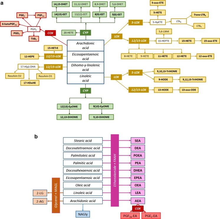 Scheme representing the oxylipins (a), and the endocannabinoids, N-acylethanolamines, and fatty acid glycerol esters (b) that were analyzed (in filled squares), with their enzymatic pathways. Detected metabolites in lung lavage fluids are highlighted in bold. Abbreviations: COX—cyclooxygenase, LOX—lipoxygenase, CYP—cytochrome P450, FAAH—fatty acid amide hydrolase, MAGL—monoacylglycerol lipase. Compounds from the COX pathway included prostaglandins (PGD2, PGE2, PGF2α, and 6-ketoPGF1α) and thromboxane (TXB2). The LOX pathway metabolites included hydroxyeicosatetraenoic acids (HETEs), hydroxyeicosapentaenoic acids (HEPEs), leukotrienes (LTB4), oxoeicosatetraenoic acids (oxo-ETEs), hydroxyeicosatrienoic acids (HETrEs), oxooctadecadienoic acid (oxo-ODEs), hydroxyoctadecadienoic acids (HODEs), and trihydroxyoctadecenoic acids (TriHOMEs). The CYP pathway included epoxyeicosatrienoic acids (EETs), epoxyoctadecenoic acids (EpOMEs), dihydroxyoctadecenoic acids (DiHOMEs), and dihydroxyeicosatrienoic acids (DHETs). Endocannabinoids, N-acylethanolamines, and fatty acid glycerol esters included the following: 2-linoleoylglycerol (2-LG), 2-arachidonoylglycerol (2-AG), N-arachidonylglycine (NAGly), stearoyl ethanolamide (SEA), docosatetraenyl ethanolamide (DEA), palmitoleoyl ethanolamide (POEA), palmitoyl ethanolamide (PEA), docosahexaenoyl ethanolamide (DHEA), eicosapentaenoyl ethanolamide (EPEA), oleoyl ethanolamide (OEA), linoleoyl ethanolamide (LEA), arachidonoyl ethanolamide (AEA), prostaglandin F2α ethanolamide (PGF 2α -EA), and prostaglandin E2 ethanolamide (PGE 2 -EA)
