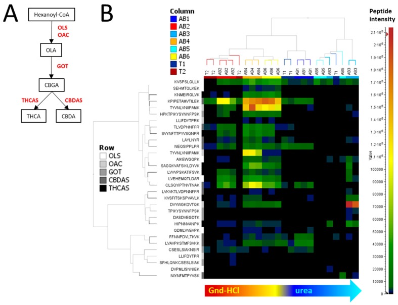 Impact of extraction methods on enzymes involved in cannabinoid biosynthesis identified by bottom-up proteomics. (A) Cannabinoid pathway. Enzymes in red were identified in this work. (B) Two-dimensional hierarchical clustering of enzymes involved in cannabinoid synthesis. Columns represent extraction method per tissue types (AB, apical bud; T, trichomes. See Column legend as well) and rows represent the peptides identified from enzymes of interest. Peptides from the same enzymes bear the same shade of grey (see Row legend as well). CBDA, Cannabidiolic acid; CBDAS, CBDA synthase; CBGA, Cannabigerolic acid; GOT, geranyl-pyrophosphate-olivetolic acid geranyltransferase; OAC, Olivetolic acid cyclase; OLA, Olivetolic acid; OLS, 3,5,7-trioxododecanoyl-CoA synthase; THCA, delta9-tetrahydrocannabinolic acid; THCAS, THCA synthase.