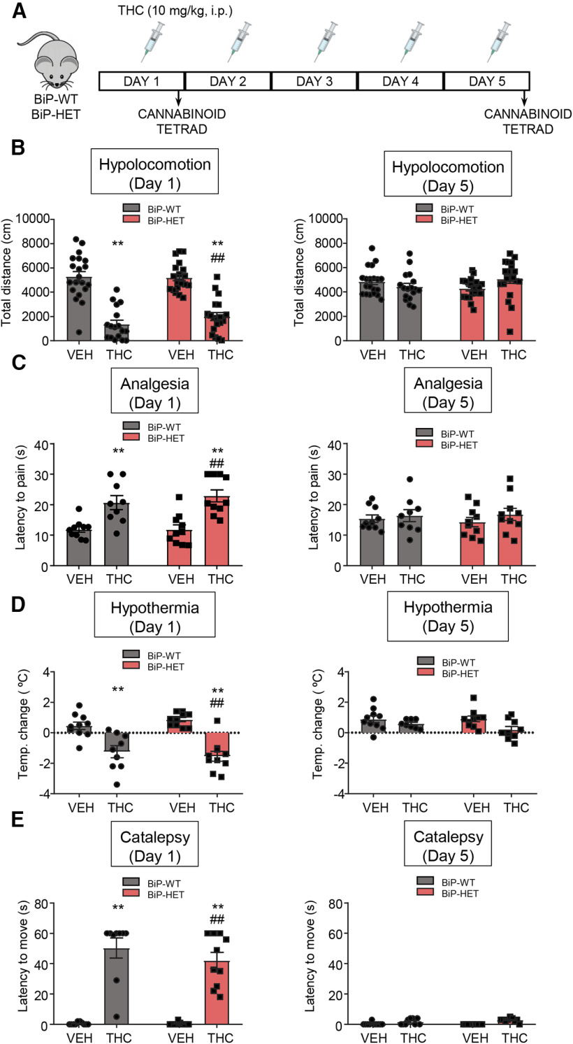 BiP does not affect CB1R-evoked hypolocomotion, analgesia, hypothermia, and catalepsy in vivo. A, Scheme of the experiments. Vehicle or THC (10 mg/kg, 1 i.p. injection per day) was administered for 5 d to 3- to 4-month-old BiP+/+ (BiP-WT) and BiP+/− (BiP-HET) mice. The “cannabinoid tetrad” was evaluated on days 1 and 5, starting 30 min after the corresponding acute-drug injections. B, Ambulation (total distance traveled, cm) in the open-field test on day 1 (left) and day 5 (right). C, Analgesia (latency to pain, s) in the hotplate test on day 1 (left) and day 5 (right). D, Hypothermia (change in body temperature, °C) as measured with a rectal thermometer on day 1 (left) and day 5 (right). E, Catalepsy (latency to move, s) as measured on a horizontal bar on day 1 (left) and day 5 (right). B-E: **p < 0.01 from the corresponding vehicle group; ##p < 0.01 from the BiP-WT-vehicle group; two-way ANOVA with Tukey's multiple comparisons test (B, n = 17-20 mice per group; C-E, n = 9 or 10 mice per group).