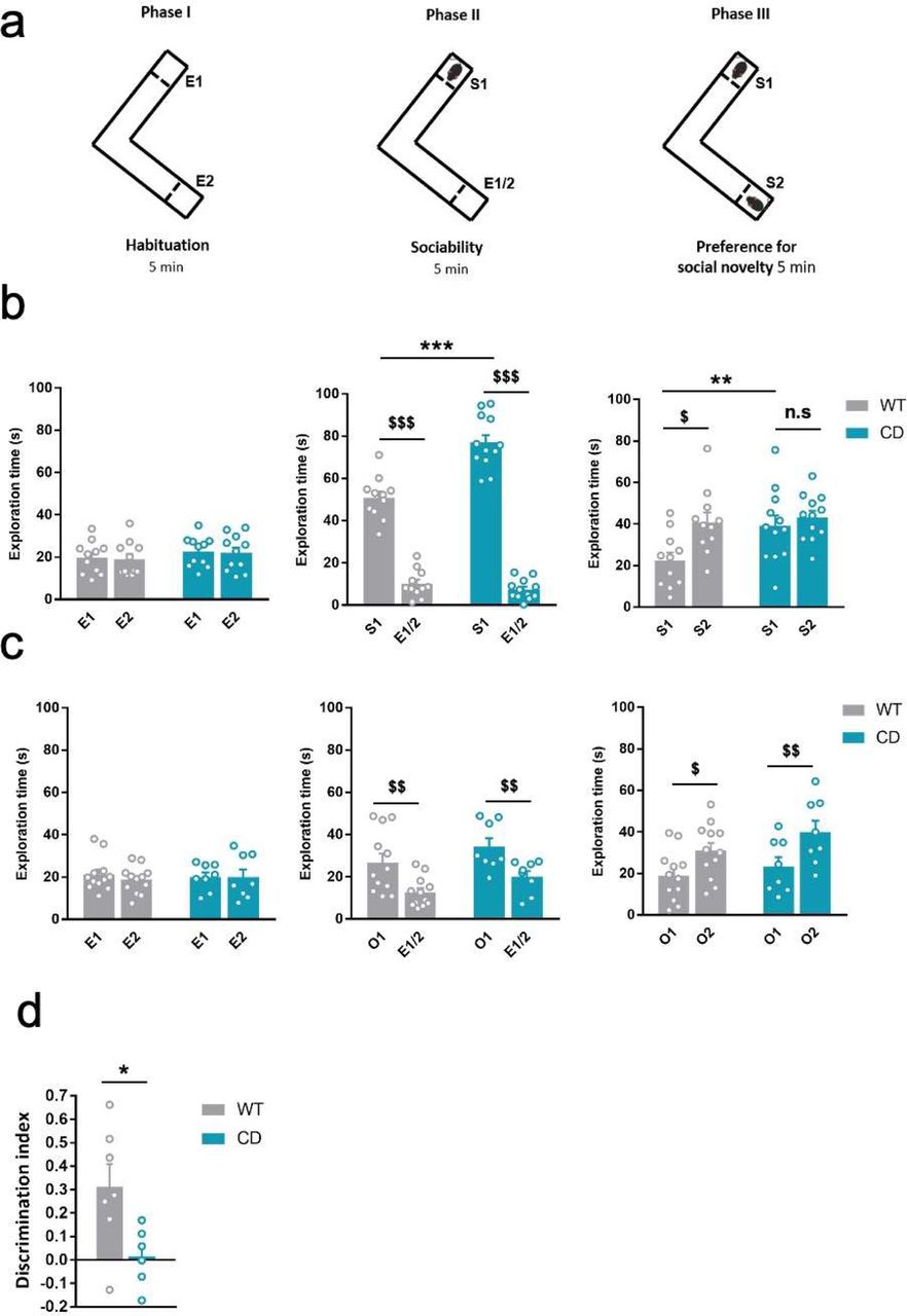 CD mice show an hypersociable phenotype, no preference for social novelty and cognitive alterations. (a) Schematic cartoon of the sociability and preference for social novelty procedure. (b) Time spent exploring either empty compartments (E) or stranger mice (S) during the three phases of the Vsocial-maze (WT, n=11; CD, n=11). (c) Time spent exploring either empty compartments (E) or objects (O) (WT, n=12; CD, n=12). Statistical significance was calculated by repeated measures ANOVA comparison. $ p<0.05; $$ p<0.01; $$$ p<0.001 (compartment effect); ** p<0.01; *** p<0.001 (genotype effect). (d) Discrimination index of WT and CD mice (WT, n=7; CD, n=6). Statistical significance was calculated by Student’s t-test. * p< 0.05 (genotype effect). Data are expressed as mean ± S.E.M.