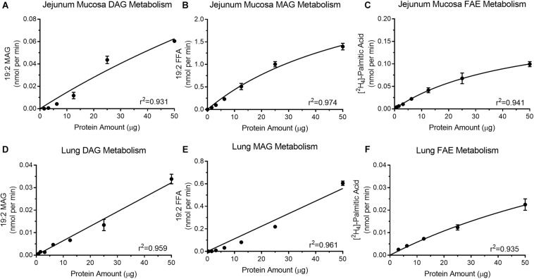 Isolated protein from mouse jejunum mucosa display increases in product recovery as protein amount increases for DGL activity (A), MGL activity (B), and FAAH (C). Mouse lung protein isolates exhibit increases in product recovery as the amount of protein increased for DGL (D), MGL (E), and FAAH (F).