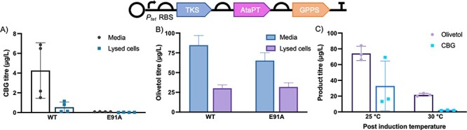 Olivetol and CBG production from cells or cell lysate expressing the pBbB2c-CBG plasmid. Inset: Schematic of genes used in CBG producing constructs. (A) CBG production and localization within the cell or culture supernatant in whole cell biotransformations of constructs containing AtaPT WT and E91A variant. CBG concentration in lysed cells is normalized to the total volume of fermentation. (B) Olivetol localization within the cell or culture supernatant in whole cell biotransformations. Olivetol concentration in lysed cells is normalized to the total volume of fermentation. (C) Production of CBG and olivetol in whole cell biotransformations at different post-induction temperatures. In each part, cultures (25 ml) in TB media containing 0.4% glycerol were grown at 37°C for 8 h then induced and incubated at 30°C for 72 h.