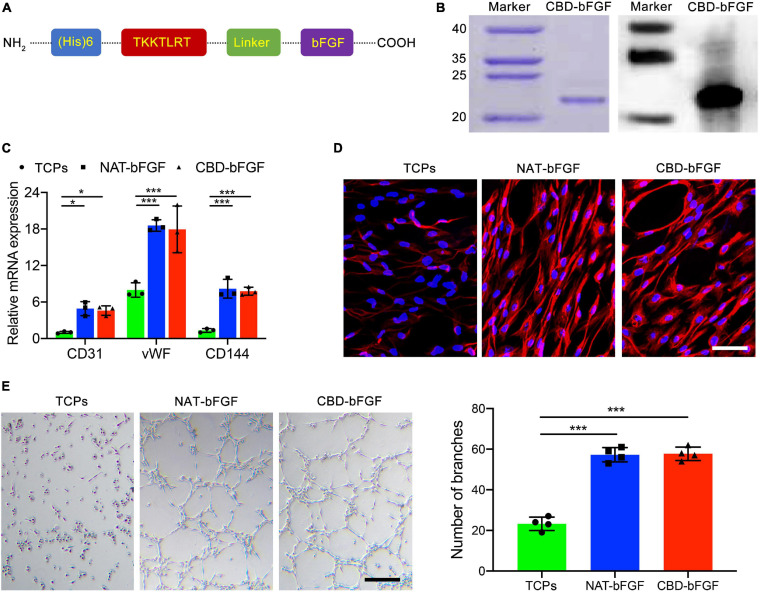(A) Schematic illustration of the full chemical structure of the collagen-binding domain–basic fibroblast growth factor (CBD–bFGF). (B) CBD–bFGF was identified by SDS-PAGE together with western blotting. (C) The expression of CD31, vWF, and CD144 in the adipose-derived stromal cells (ASCs) after having been induced by CBD–bFGF or natural (NAT)-bFGF for 10 days as evaluated using qRT-PCR. (D) The expression of CD31 in the ASCs after culturing with CBD–bFGF or NAT-bFGF for 10 days, stained with anti-CD31 antibody. Bar = 50 μm. (E) Phase-contrast photomicrographs of the differentiated ASCs subsequently plated onto Matrigel for 12 h demonstrate more formation of capillary-like structures under the stimulation of CBD–bFGF and NAT-bFGF for 10 days. Bar = 100 μm. Data are shown as means ± standard deviation (*P < 0.05, **P < 0.01, and ***P < 0.001).