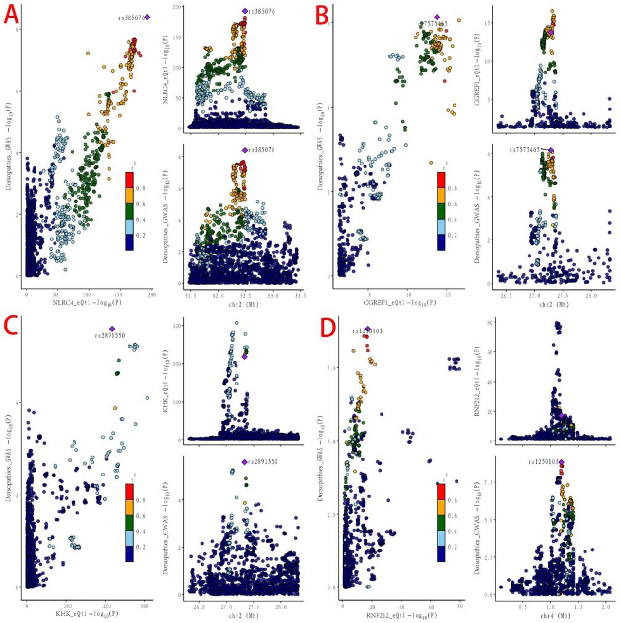 Locus comparison plot displays the results of colocalization analysis for SNPs associated with gene expression in blood and datasets related to dorsopathies. Each dot represents a specific SNP, with the color indicating its linkage disequilibrium (LD) value (r2) with the lead GWAS variant, marked by a purple diamond. In the right panel, the x-axis represents genomic positions in megabases (GRCh37) along the chromosome, while the y-axis shows the -log10 p-values for SNPs from the dorsopathies GWAS (top) and the gene expression eQTL study (bottom). The left panel compares the p-values from the dorsopathies GWAS with those from the gene expression eQTL study.