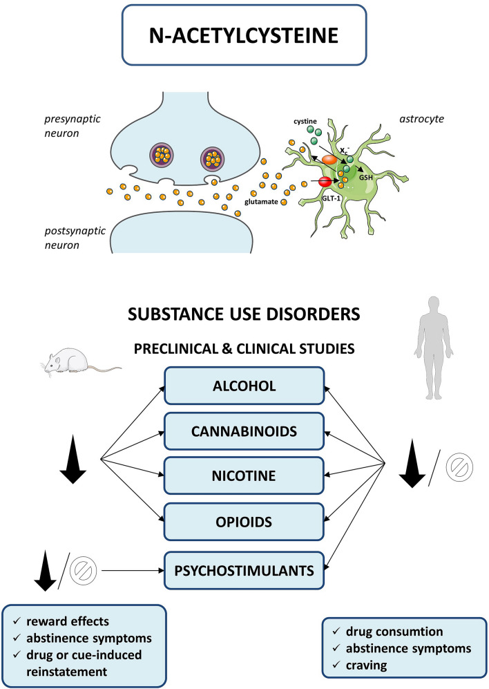 Mechanism of action and summary of N-acetylcysteine effects in preclinical and clinical studies. ∅ no changed, ↓ decreased, GLT-1 glutamate transporter 1, GSH glutathione, system xc− cystine/glutamate antiporter