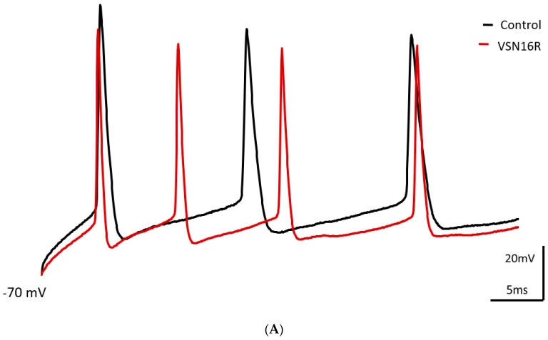 Effect of VSN16R on AP waveform under high frequency stimulus. (A) Exemplar trace showing effects of 100 μM VSN16R. (B) Effects before (control) and at steady state after application of 100 μM VSN16R on absolute change of first and second fAHP amplitude from resting potential, first and second ISI and first and second AP width. Data from n = 7 cells; * = P < 0.05; ** = P < 0.01.