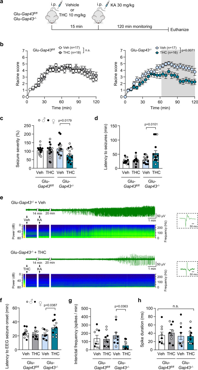 Enhanced anti-convulsant response to THC in Glu-Gap43−/− mice.a Timeline of the experiments. Vehicle or THC (10 mg/kg, i.p.; 1 injection) was administered to 3-month-old Glu-Gap43−/− mice and their corresponding Gap43fl/fl littermates. Kainic acid (KA; 30 mg/kg, i.p.; 1 injection) was administered 15 min later, and behavioral score (b–d) or hippocampal EEG recording (e–h) was monitored continuously for 120 min. b Behavioral scoring of seizures using a modified Racine scale (means ± SEM; number of mice in parentheses; the shaded area indicates all the time points at which p < 0.05 by two-way ANOVA with Sidak’s multiple comparisons test;). c Integrated seizure severity, expressed as normalized percentage from Gap43fl/fl/Vehicle group (means ± SEM; Gap43fl/fl/Vehicle n = 17 mice, Gap43fl/fl/THC n = 18 mice, Glu-Gap43−/−/Vehicle n = 17 mice, Glu-Gap43−/−/THC n = 16 mice; two-way ANOVA with Tukey’s multiple comparisons test). d Latency to seizures (means ± SEM; Gap43fl/fl/Vehicle n = 17 mice, Gap43fl/fl/THC n = 18 mice, Glu-Gap43−/−/Vehicle n = 17 mice, Glu-Gap43−/−/THC group n = 16 mice; two-way ANOVA with Tukey’s multiple comparisons test). e EEG recordings of representative Glu-Gap43−/− mice treated with vehicle (top) or THC (bottom). Epileptic-like spikes appeared after KA injection (insets: detail of individual spikes). The corresponding sonograms (frequency spectrum along recording time) are shown below each recording. f Latency to EEG seizure onset (means ± SEM, n = 10 mice per group; two-way ANOVA with Tukey’s multiple comparisons test). g Interictal frequency (means ± SEM; Gap43fl/fl/Vehicle n = 9 mice, Gap43fl/fl/THC n = 9 mice, Glu-Gap43−/−/Vehicle n = 10 mice, Glu-Gap43−/−/THC n = 10 mice; two-way ANOVA with Tukey’s multiple comparisons test). h Average spike duration (means ± SEM; Gap43fl/fl/Vehicle n = 9 mice, Gap43fl/fl/THC n = 9 mice, Glu-Gap43−/−/Vehicle n = 10 mice, Glu-Gap43−/−/THC n = 10 mice; n.s. by two-way ANOVA with Tukey’s multiple comparisons test). Source data are provided as a Source data file.