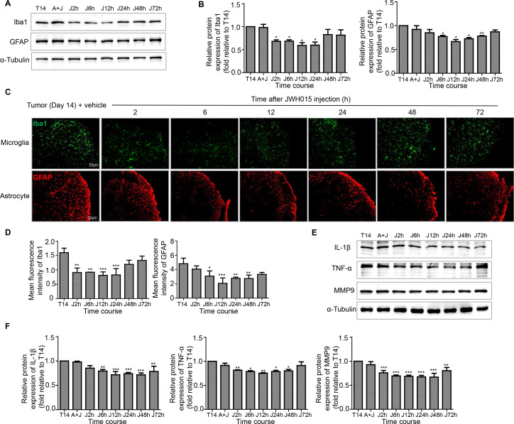 Treatment of JWH015 decreased the activation of microglia and astrocytes and the expression of proinflammatory cytokines related to the disruption of BSCB in the spinal cord over time. (A, B) Representative blots and quantification of Iba1 and GFAP at 2, 6, 12, 24, 48 and 72 hours after the injection of JWH015 compared with vehicle injection, respectively. n=3 for each time point per group. (C, D) Immunofluorescent staining and quantification of mean fluorescence intensity of Iba1 (green) and GFAP (red) in the ipsilateral spinal cord dorsal horn at 2, 6, 12, 24, 48 and 72 hours after the injection of JWH015 compared with vehicle injection, respectively. Scale bar, 50 µm. n=3 for each time point per group. (E, F) Representative blots and quantification of IL-1β, TNF-α and MMP9 at 2, 6, 12, 24, 48 and 72 hours after the injection of JWH015 compared with vehicle injection respectively. n=3 for each time point per group. *P<0.05 vs vehicle injection, **p<0.01, ***p<0.001. All data are presented as the means±SD. BSCB, blood–spinal cord barrier; GFAP, a marker of astrocyte; Iba1, a marker of microglia; IL-1β, interleukin-1β; TNF-α, tumor necrosis factor α.