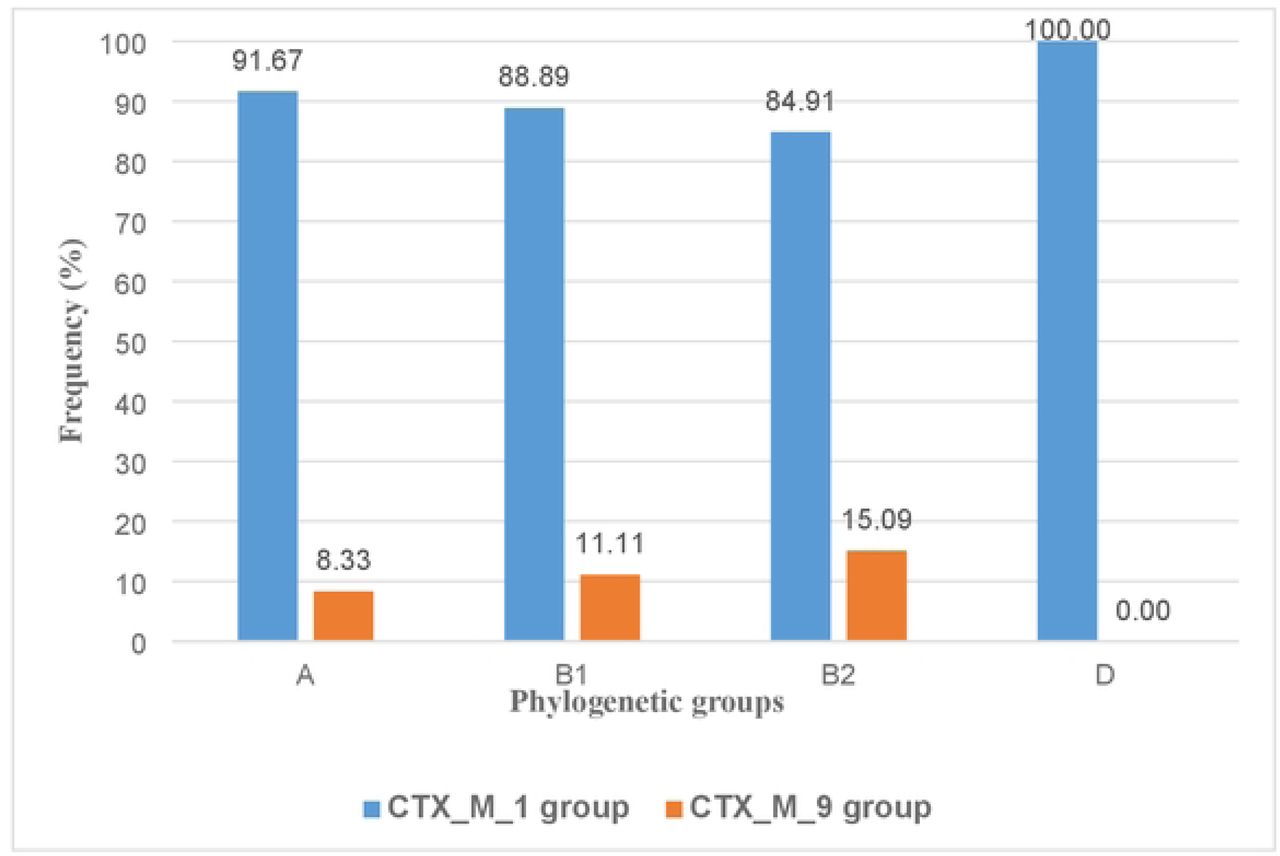 Distribution of bla CTX-M genes within ESBL-producing E. coli phylogroups