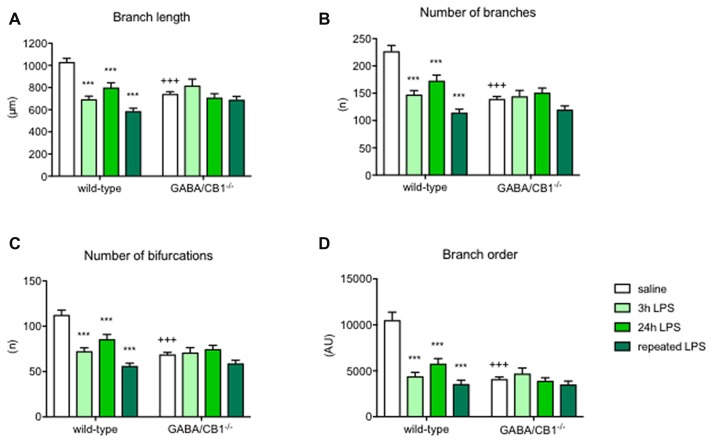 Microglia branch morphology in the hippocampus of WT and GABA/CB1−/− mice. Data of the control groups (saline-treated) are pulled together separately to the genotypes and shown as white bars. Light green bars represent data received 3 h after the intraperitoneal LPS-treatment, Intensive green bars represent data received 24 h after the intraperitoneal LPS-treatment and dark green bars represent data received 24 h after the fourth daily intraperitoneal LPS injection. Extent of branching is shown as (A) Branch length (B) Number of branches. The complexity of microglia branching is shown as (C) Number of bifurcations and (D) Branch order. n = 48–58. ***p < 0.001 difference detected by Bonferroni’s t-test between LPS and saline-treated mice from a respected control group; +++p < 0.001 difference between WT and GABA/CB1−/− mice with the same treatment, both using two-way ANOVA followed by Bonferroni’s t-test.