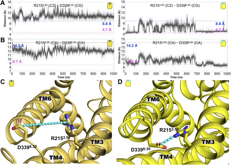 Conformation changes around the conserved intracellular residue R3.50 distinguished the antagonist-bound versus the agonist-bound CB1 complexes. (A) Time evolution of the R1193.50 (CZ)—D3396.30 (CG) distance for the CBD-bound (left) and antagonist-bound (right) CB1 systems. The dashed line at 4.7 (magenta) and 8.8 Å (blue) indicated corresponding distance in the antagonist-bound (5TGZ.pdb) and agonist-bound (5XRA.pdb) CB1 structures, respectively. (B) Time evolution of the distance R1193.50 (CA)-D3396.30 (CA) distance for the CBD-bound (left) and antagonist-bound (right) CB1 complexes. This electrostatic interaction is disrupted in the former while in the latter is frequently formed. (C) Representative structures of the (C) CBD/CB1 and the (D) AM231/CB1 complexes are shown where the ionic lock is illustrated as cyan lines.