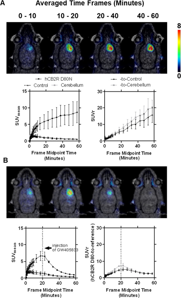 PET imaging of [18F]RM365 in a rat model with local hCB2R overexpression in the right striatal region of the brain. Representative coronal planes showing merged MR and PET images of averaged time frames of the control group (A) and displacement study (B) with the corresponding time–activity curves (TACs) of the right (target region, hCB2R D80N) and the reference regions (contralateral and cerebellar regions) expressed in mean standardized uptake values (SUVmean), as well as the normalized TACs to the reference regions (SUVr). Compared to the control group, in the displacement study, GW405833 (5 mg/kg bodyweight) was injected i.v. 20 min after administration of [18F]RM365. Mean ± SD, n = 3.