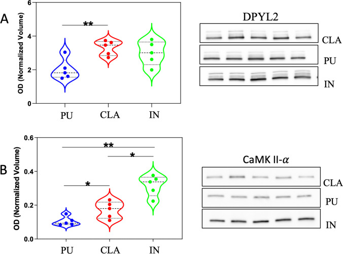 Validation of two differentially expressed proteins, DPYL2 and CaMKII-α, by western blot (WB) analysis. Violin plots of the normalized OD obtained in different brain areas are reported for DPYL2 (panel A, left) and CaMKII-α (panel B, left). Dashed lines represent the median whereas dot lines represent the first and the third quartiles. On the right (panels A and B), the immunoreactive bands of DPYL2 (main band of 65 kDa) and CaMKII-α (48 kDa) observed in five independent samples obtained from 5 different animals are shown. Statistical analysis was performed using a parametric paired t test. *p < 0.05, **p < 0.01