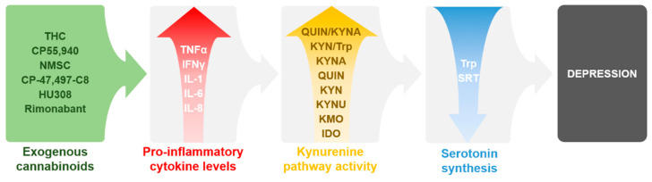 Summary of the reviewed data and their proposed connections between exogenous cannabinoids, pro-inflammatory cytokines, KP, and depression as discussed in the sections below and in Table 1 and Table 2. Abbreviations: IDO: indolamine 2,3-dioxygenase; IFNγ: interferon γ; IL: interleukin; KMO: kynurenine 3-monooxygenase, KYN: l-kynurenine, KYNA: kynurenic acid; QUIN: quinolinic acid; THC: ∆9-tetrahydrocannabinol; TNFα: tumor necrosis factor α; Trp: tryptophan; SRT: serotonin.