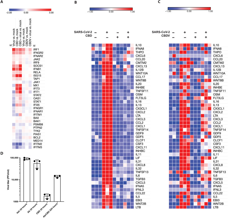 CBD promotes host cell interferon responses and inhibits viral induction of cytokines.(A) Heatmap of fold change (log2) of genes from the Interferon Response Canonical Pathway for all virus- or CBD-treated samples compared to mock-treated samples. Columns 1 to 3 use samples from the RNA-seq experiment on CBD and SARS-CoV-2. Columns 4 to 6 use samples from the RNA-seq experiment on CBDV and SARS-COV-2. (B) Heatmap of normalized expression levels of GO Cytokine Activity genes that were up-regulated by the viral infection but down-regulated by CBD treatment for all RNA-seq samples from the experiment on CBD and SARS-CoV-2. (C) Heatmap of the normalized expression levels of the same genes for all RNA-seq samples from the experiment on CBDV and SARS-CoV-2. (D) A549-ACE2 cells were treated with 2.5 μM vehicle or CBD with or without Human IFN-γ Antibody and Human Type I IFN Neutralizing Ab Mixture at 2 hours before infection. Cells were then infected with 0.5 MOI SARS-CoV-2 and incubated for 24 hours, and active virus was measured using a plaque assay. The results are representative of three independent experiments. PFU, plaque-forming units.