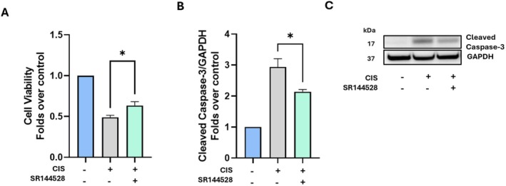Pharmacological manipulation of CB2R in cisplatin‐treated cells. (A) Cell viability of UB/OC1 cells upon treatment with SR144528 (B), determined by MTT assay. Statistical analysis was performed using a two‐tailed unpaired student's t‐test (n = 6) (*p ≤ 0.05 vs CIS). Data are presented as mean ± SEM. (B, C) Densitometric quantitation of cleaved Caspase‐3 with the GAPDH housekeeping (B), with representative Western blots of all experimental groups (C). Statistical analysis was performed using a two‐tailed unpaired Student's t‐test between CIS and CIS + SR144528 (n = 3) (*p ≤ 0.05). Whole Western blot bands are reported in Figure S40. CB2R, cannabinoid receptor 2; CIS, cisplatin.