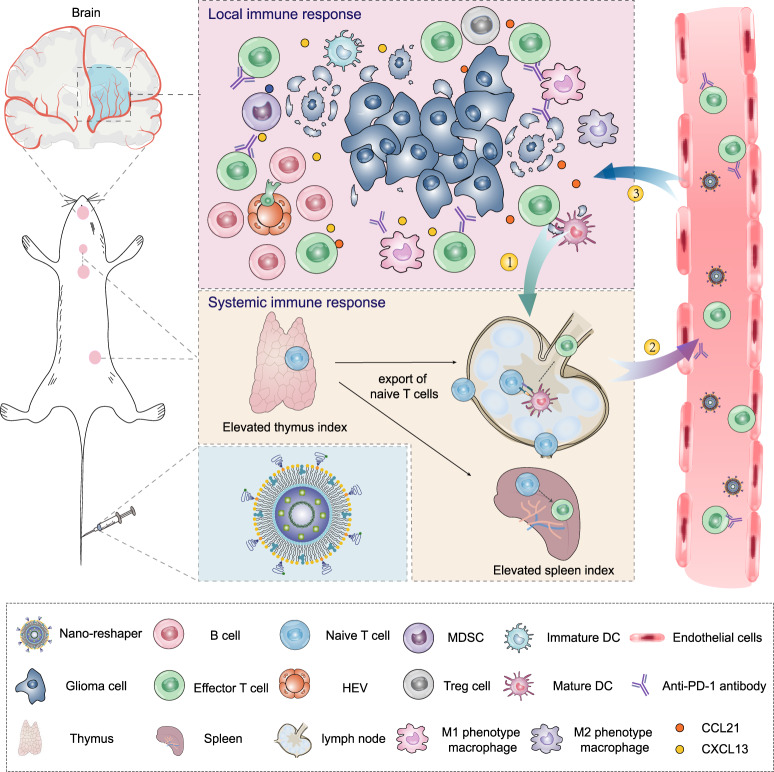 Nano-reshaper reprograms systemic and local immune function to enhance specific antitumor immune response against GBM.Nano-reshaper improves systemic immune function such as enhanced thymus and spleen indexes to provide more systemic effector T cells, and overcomes local immunological dysfunction such as the induction of HEVs and upregulated T-cell chemokines to enable T-cell recruitment and facilitates effector T cells infiltration in tumor site. Finally, the increased effector T cells in GBM enhances the response rate of αPD-1. ①: Tumor antigen uptake and presentation; ②: Effector T cells priming and export; ③: Trafficking and infiltration of effector T cells into tumors.
