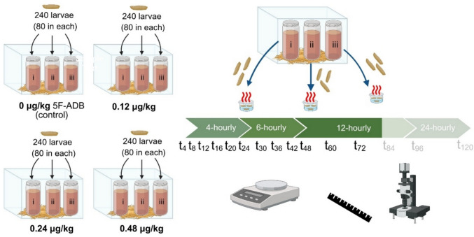 Study design for the treatment and sampling of larvae from the different 5F-ADB treatment regimens from In vitro experiment I (Created with BioRender.com [61]). Only larvae from the 0.24 µg/kg treatment survived after 72 h of exposure