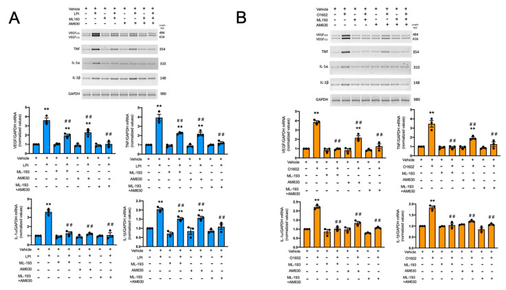 GPR55 and CB2 receptors mediate LPI and O1602-induced cytokine mRNA accumulation in BMMCs. Panel (A): BMMCs were treated for three hours with LPI (1 μM) in the presence of vehicle, ML193 (100 nM), or AM630 (100 nM). Total RNA extraction, cDNA synthesis, and RT-PCR were performed as described in the Materials and Methods section. A representative image of a 2% agarose gel with the corresponding amplification fragments is shown in the upper part of the figure, whereas, in the lower part, the quantification of at least three experiments is shown. Panel (B): cells were treated with O1602 (100 nM) and the respective GPR55 or CB2 receptor antagonists, as in panel A. In both panels, the effect of each antagonist alone and the combination of both is also shown. Data are presented as the mean ± SEM of at least three independent experiments. ** p < 0.01 vs. vehicle; ## p < 0.01 vs. LPI or O1602. Blue and orange bars show data obtained stimulating the cells with LPI or with the GPR55 agonist O1602, respectively.