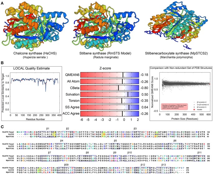 (A) Crystal structure of stilbene synthase model compared with Chalcone synthase- like polyketide (Left, 3awk.1) and Stilbene carboxylate synthase from Marchantia polymorpha (right, 2p0u.1. A). (B) Quality estimate of local similarity, Z score of the predicted STS model in Radula marginata. (C) Alignment of the identified stilbene synthase in Radula marginata with the respective template model, blue boxes are the beta sheets, yellow boxes in the alignment are the variable sites for both models used as well as in olivetolic acid from Cannabis sativa. Taken with permission from “https://swissmodel.expasy.org” (Arnold et al., 2006; Biasini et al., 2014).