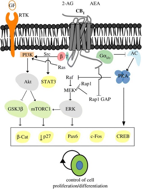 CB1 cannabinoid receptor signaling and regulation of neural stem/progenitor cell proliferation. CB1 receptors are coupled to Gi proteins, thereby mediating the inhibition of adenylyl cyclase (AC) and protein kinase A (PKA). CB1 receptor coupling to Gi signalling is also associated with activation of the extracellular signal-regulated kinase (ERK) pathway via different mechanisms. Direct activation of the PI3K/Akt and ERK pathways by CB1 receptors may converge, thus synergizing with their activation by other receptors such as growth factor receptors with tyrosine kinase activity (RTK). CB1 receptor-induced activation of RTKs can occur by promoting the processing of membrane-bound growth factor inactive precursors to yield active growth factors, or by activating intracellular Src family protein kinases. In some circumstances, CB1 activity can antagonize RTK-mediated ERK signaling. Activation of the CB1 receptor ultimately controls different transcriptional regulators, including CREB, STAT-3, PAX-6 and β-catenin. The CB1 receptor may also regulate mammalian target of rapamycin complex 1 (mTORC1) in NPs as it occurs in differentiated neurons. Permission to use figure was obtained from [44] and Creative Commons (https://creativecommons.org/licenses/by/4.0/)