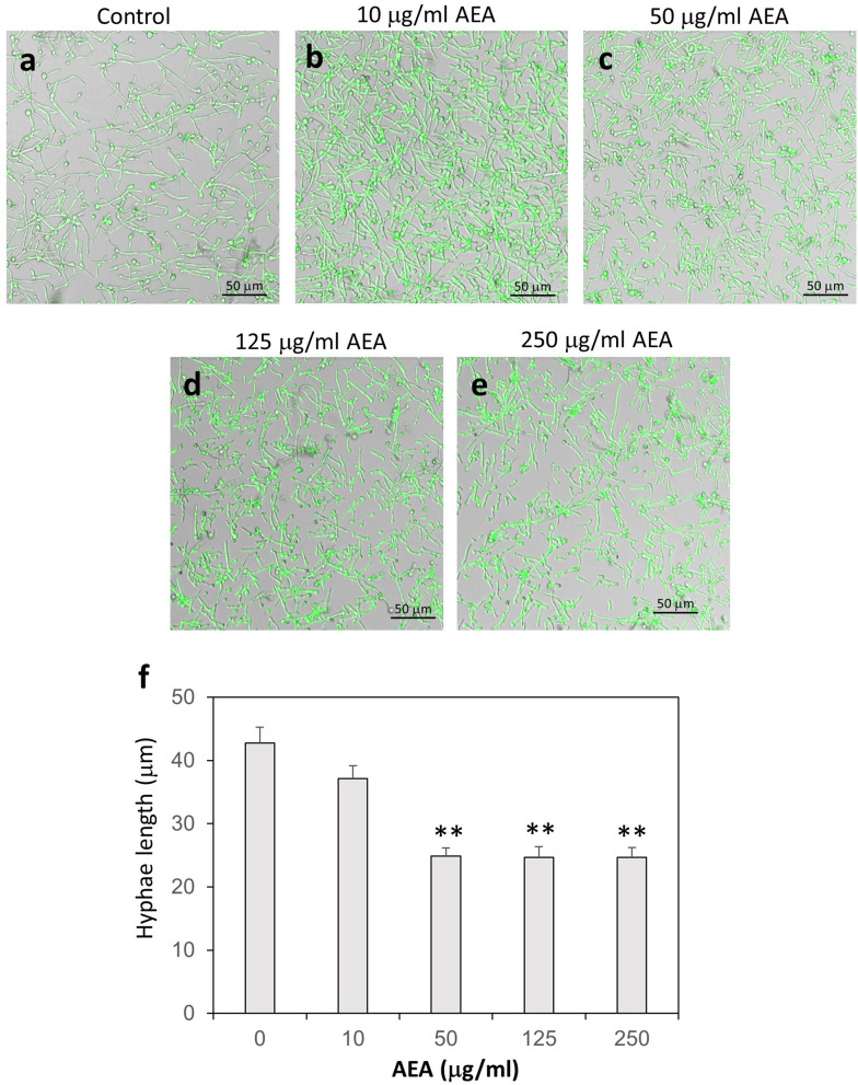 AEA treatment of C. albicans hyphae leads to shorter hyphae than control. (a–e) Confocal microscopy of control and AEA-treated C. albicans. GFP-expressing C. albicans taken from PDA plates in its yeast form was incubated in RPMI at 37 °C for 16 h, and then exposed to different concentrations of AEA for 1 h and the morphology studied by confocal microscopy. The merged bright fields and green fluorescence are shown. (f) The average hyphae lengths of untreated and AEA-treated C. albicans. Number of hyphae measured for each sample was 90–110 from 4–5 different fields. **p < 0.001.