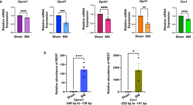 (a) SNI results in decreased mRNA levels of opioid receptor and cannabinoid CB1 receptor genes in the injured DRG of wild-type mice. mRNA samples from the L3/L4 DRG tissues of mice, characterized in Fig. 1, were used for RT-qPCR analysis of Oprm1, Oprd1, Oprk1, Oprl1, and Cnr1 transcripts. Gapdh was used as an internal control. A Student’s t-test was used to measure the p-value. N = 5 mice per group. Data are presented as mean ± SEM. (b) REST binds to the Oprm1 and Cnr1 promoters in the injured DRG of wild-type mice. REST binding to Oprm1 and Cnr1 promoters was measured by qChIP assay in sham and SNI in mice. N = 3 mice per group. A Student’s t-test was used to measure the p-value. Data are presented as mean ± SEM.