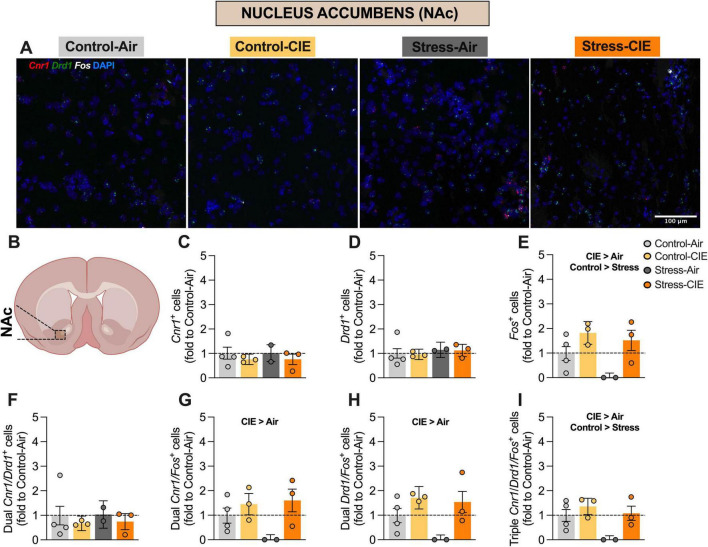 Predator odor stress decreased the percentage of Fos+ and Cnr1/Drd1/Fos+ cells, while chronic intermittent ethanol (CIE) increased the percentage of Fos+, Cnr1/Fos+, Drd1/Fos+, and triple-labeled cells in the nucleus accumbens (NAc). (A) Representative images of NAc cells from the different experimental groups expressing Cnr1 (in red), Drd1 (in green), and Fos (in white), plus DAPI (in blue). (B) Diagram of a mouse brain, with NAc highlighted (Created with BioRender.com). Percentage (fold to Control-Air) of Cnr1+cells (C), Drd1+ cells (D), Fos+ cells (E), dual Cnr1/Drd1+ cells (F), dual Cnr1/Fos+ cells (G), dual Drd1/Fos+ cells (H), and triple Cnr1/Drd1/Fos+ cells (I). Generalized Linear Model Analysis found a significant main effect of CIE (CIE > Air) for the percentage of Fos+ (E), dual Cnr1/Fos+ (G), dual Drd1/Fos+ (H), and triple Cnr1/Drd1/Fos+ (I) cells. Additionally, a main effect of Stress was detected for the percentage of Fos+ (E) and of triple Cnr1/Drd1/Fos+ cells (I). Data are shown as estimated marginal means ± pooled standard errors, with individual data points overlaid as scatter plots.