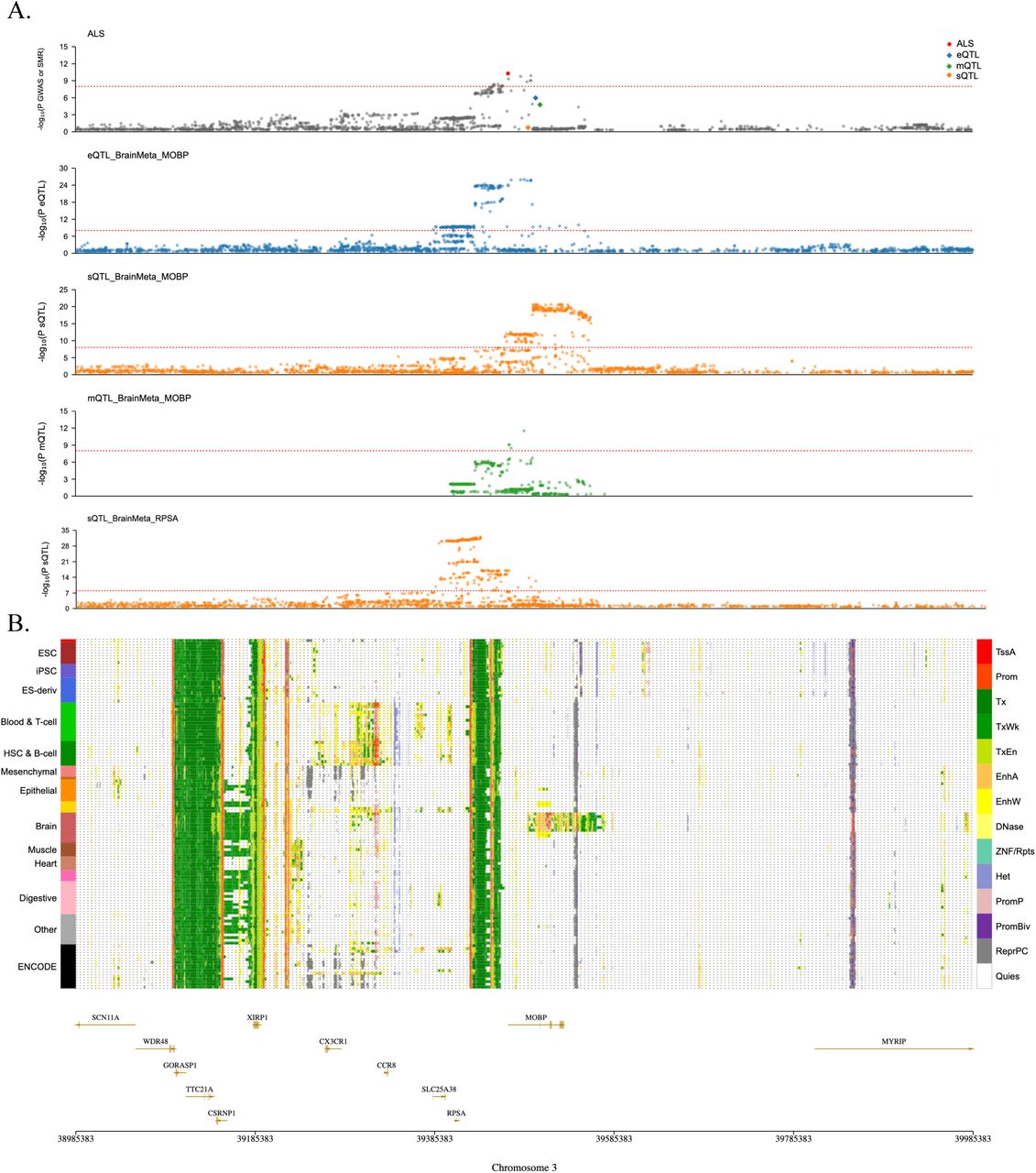 Chromosome 3 significant SMR results in brain detects RPSA and MOBP quantitative trait loci.A) ALS GWAS/SMR plot with MOBP results (passing HEIDI). Individual xQTL plots for significant SMR genes in the region. Plot of eQTL for MOBP (blue, -log10 P eSMR=5.97, BrainMeta, N=2,865), sQTL for MOBP (orange, -log10 P sSMR=0.73, BrainMeta), mQTL for MOBP (green, -log10 P sSMR=4.79, BrainMeta, N=1,160), sQTL for RPSA (orange, -log10 P sSMR=2.53, BrainMeta, N=2,865). The red dashed line indicates p value threshold of < 5 × 10⁻⁸. B) Epigenomic annotation of cells/tissues with corresponding gene map. A region overlapping the MOBP gene is specifically relevant to brain, while the intergenic region between RPSA and MOBP, and closest to the GWAS region, is ubiquitously regulated.