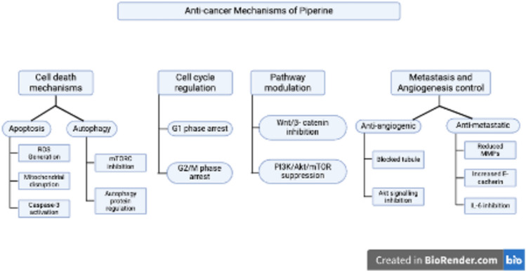 Schematic illustration of anticancer mechanisms of piperine. The figure elucidates piperine’s anticancer mechanisms, encompassing apoptosis (ROS generation, mitochondrial disruption, and caspase-3 activation) and autophagy (mTORC inhibition, protein regulation). It induces G1 and G2/M cell cycle arrest, inhibits Wnt/β-catenin and PI3K/Akt/mTOR pathways, and regulates metastasis and angiogenesis by impeding tubule formation, reducing MMPs, increasing E-cadherin, and inhibiting IL-6. This image was created under a Creative Commons license using BioRender