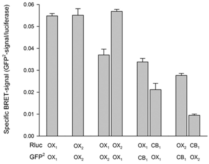 Human orexin and cannabinoid receptor interactions as measured utilizing BRET (BRET2) between renilla luciferase (Rluc) and GFP2 fused to the receptors’ C-termini. The Rluc background has been subtracted from the values. The data presented are the mean ± SE; n refers to the number of cell batches. Each experiment was performed at least three times in 4–6 replicates. The data originate from Jantti et al. [69].