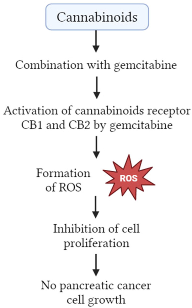 ROS‐mediated autophagy of cannabinoids and gemcitabine combination. ROS, reactive oxygen species.