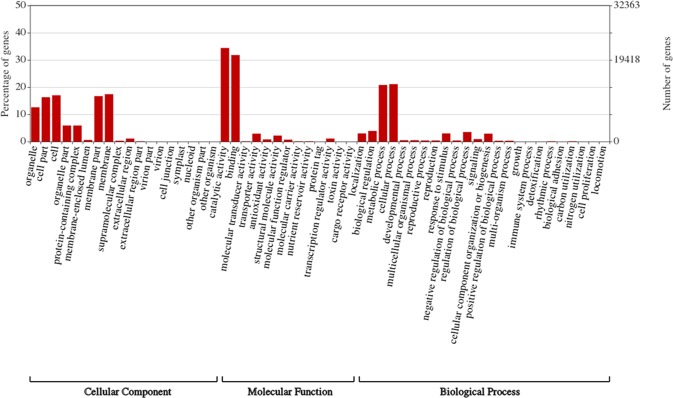 Gene ontology (GO) terms assignment for the Cannbio transcriptome. Results are summarised into three main GO categories of cellular component, molecular function and biological process. The left y-axis represents the percentage of specific category of genes present in each main category whereas, the right y-axis indicates the gene number in the same category.