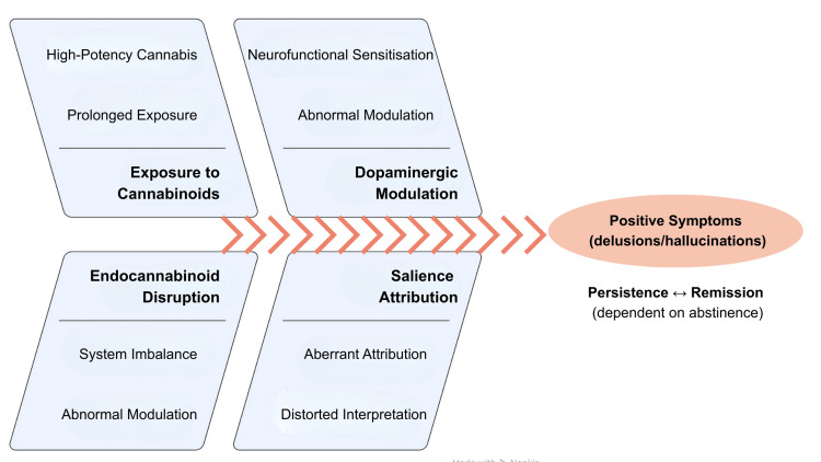 Conceptual model of cannabis-associated psychosis (aberrant salience framework)Schematic illustration of a hypothesis-based pathway by which chronic exposure to high-THC/low-CBD cannabis may contribute to endocannabinoid dysregulation, downstream dopaminergic alterations and aberrant salience attribution, facilitating the emergence and maintenance of structured delusional beliefs.Image Credits: Miguel Pao Trigo. Adapted from contemporary neurobiological models of psychosis and cannabinoid-related dopaminergic dysregulation [6-11].THC: delta-9-tetrahydrocannabinol; CBD: cannabidiol