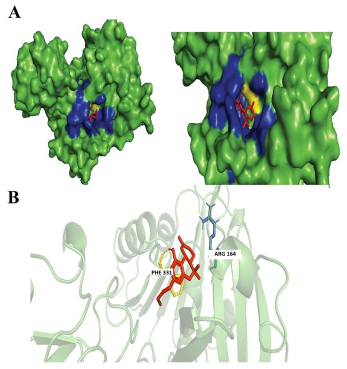 Docking of Dronabinol. (A) Blue colored region represents non-polar interactions; the yellow region represents hydrogen bonds (polar interactions). (B) Ligand interactions with labeled residues with blue amino acids (AA) chain; non-polar interactions and yellow; hydrogen bonds.